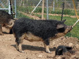 woolly pig